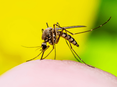 About Bed Bug Heat Treatment Paxton - bed bug heat treatment experts in Paxton